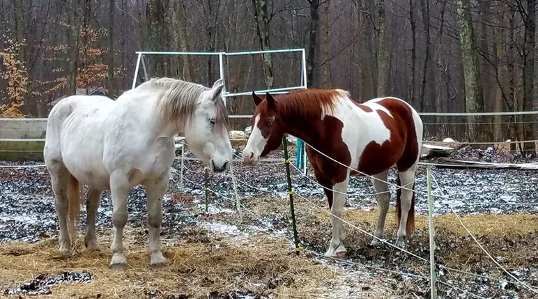 Two Horses