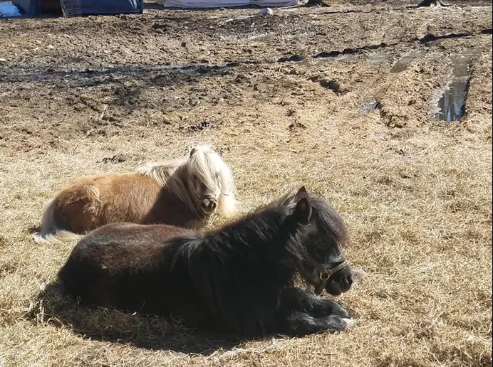 Two Ponies Lying Down