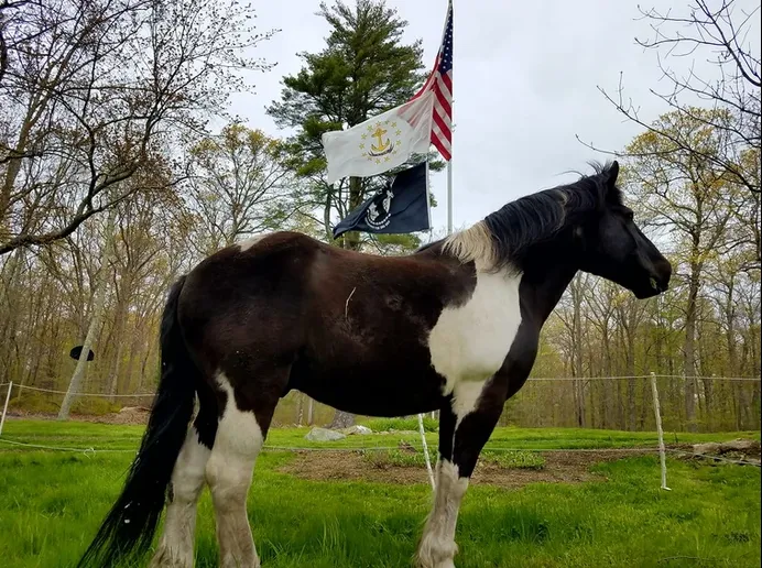 Horse In Front of Flag Pole