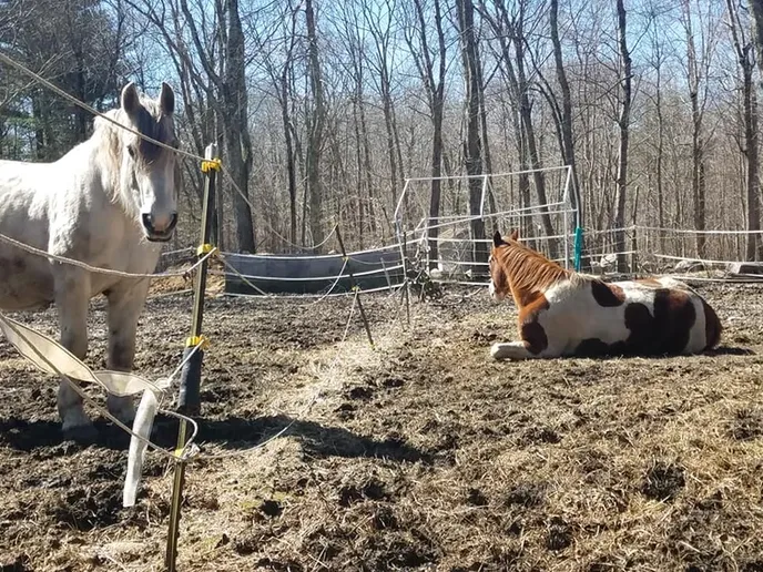 Horses