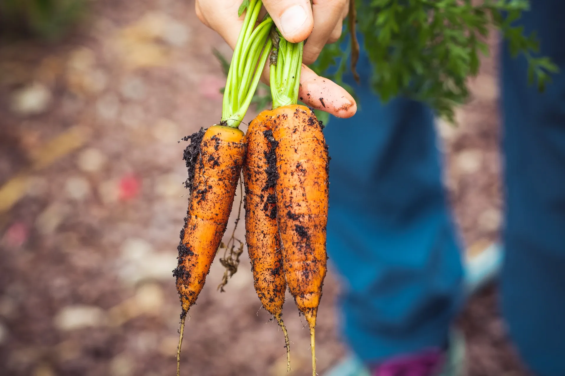 Photo Of Freshly Grown Carrots